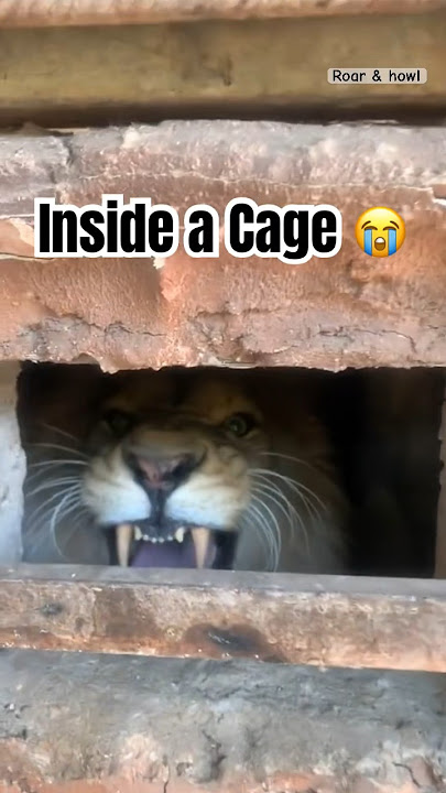 Angry Lion 🦁 inside a Cage #lion