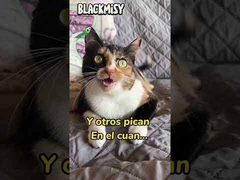 Pican pican los Mosquitos 😸 #cat #humor #gatos #humorgatos