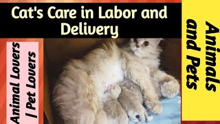 is your Cat Pregnant? | Pet's Care during Pregnancy and Labor#catpregnancy #cathealth @Stabassum24 by Animals and Pets  151 views 2 weeks ago 5 minutes, 22 seconds