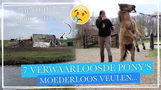 7 NIEUWE VERWAARLOOSDE PONY'S?! + een MOEDERLOOS VEULEN :'( || Paardzoektbaas