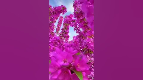 تلاوة فوق الوصف للشيخ عبد الباسط عبد الصمد @مجيدوchanel