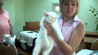 Котенок экзот Алиса Фанни-Кэт