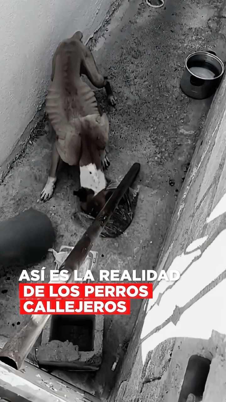 La mujer que más protege a los perritos en México