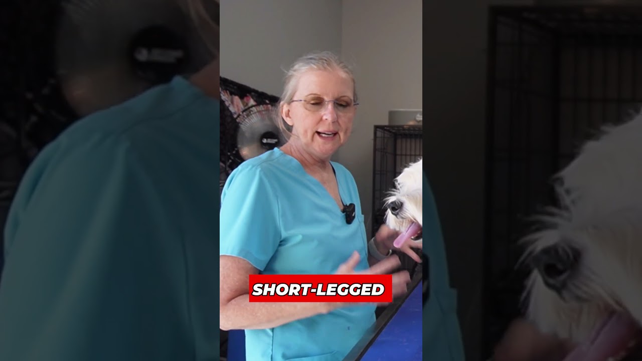 Душевная связь с Уэстоном 💖🐕