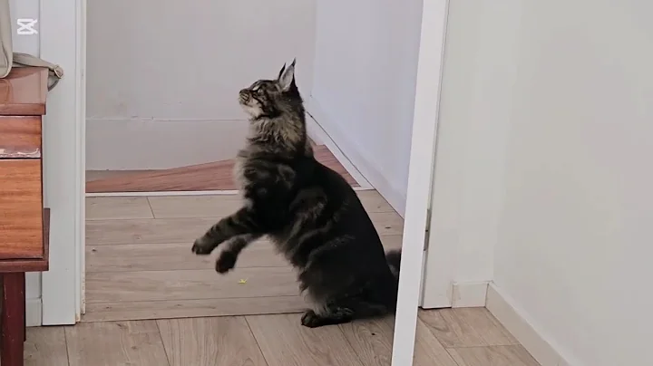 Video 11875781: maine coon kitten, maine coon toys