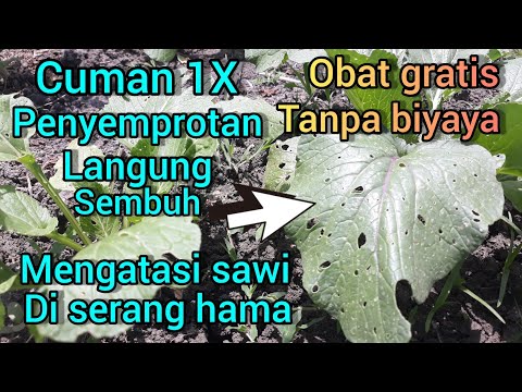Video: Lubang di Daun Tanaman - Informasi Kumbang Kutu