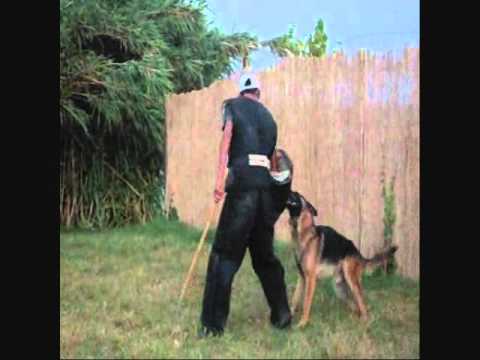 dressage chien kabylie