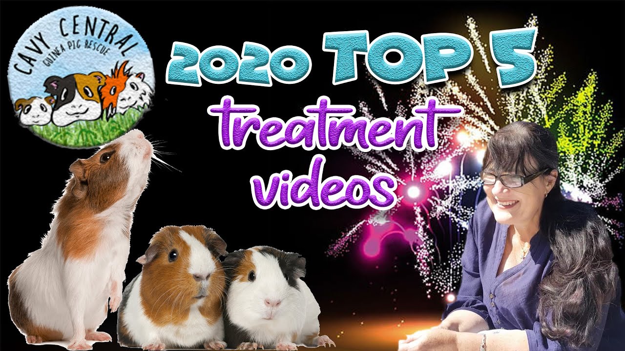 Cavy Central Guinea Pig Rescue Top 5 2020 cyst, impaction & abscess