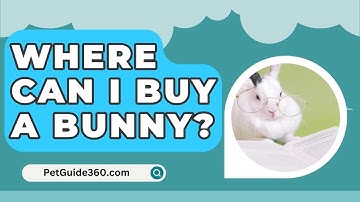 Where Can I Buy A Bunny? - PetGuide360.com