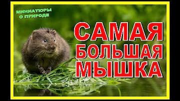 ВОДЯНАЯ ПОЛЕВКА - САМАЯ БОЛЬШАЯ МЫШКА