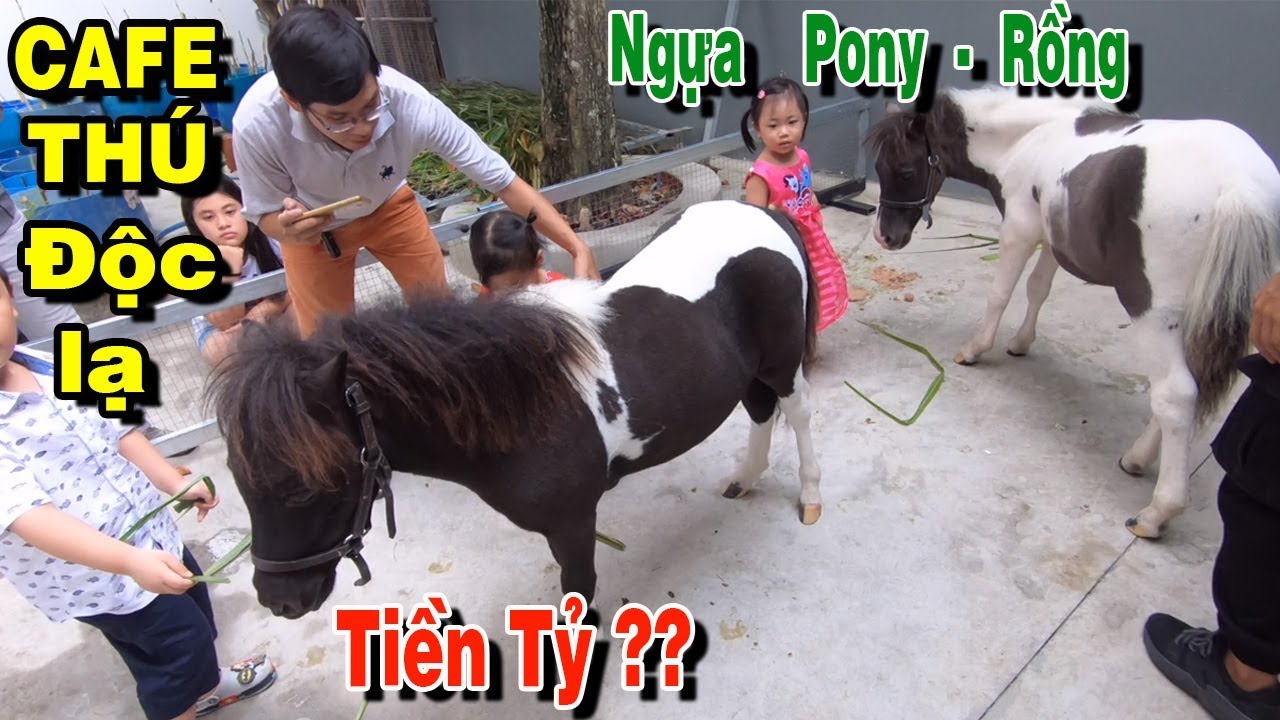 cafe pet tphcm New 2022 Lần Đầu Thấy NGỰA PONY Và BÉ NA Ở Quán CÀ PHÊ THÚ CƯNG Trong Ngày VN Vs Indonesia | PM FOOD TRAVEL