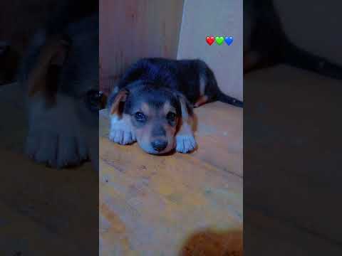 La Transformation De Ouf De Mon Rex