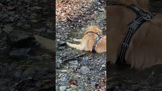 Dog Enjoys A Relaxing Natural 