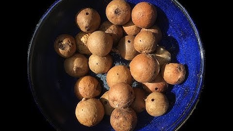 How to make oak gall ink by David Begley