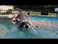 Baby raccoon learns to swim