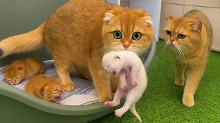 Download Lagu A mother cat is wondering how to get her stolen kitten back MP3