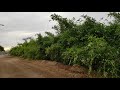 Growing bamboo in Phoenix AZ - BEAUTIFUL!!!