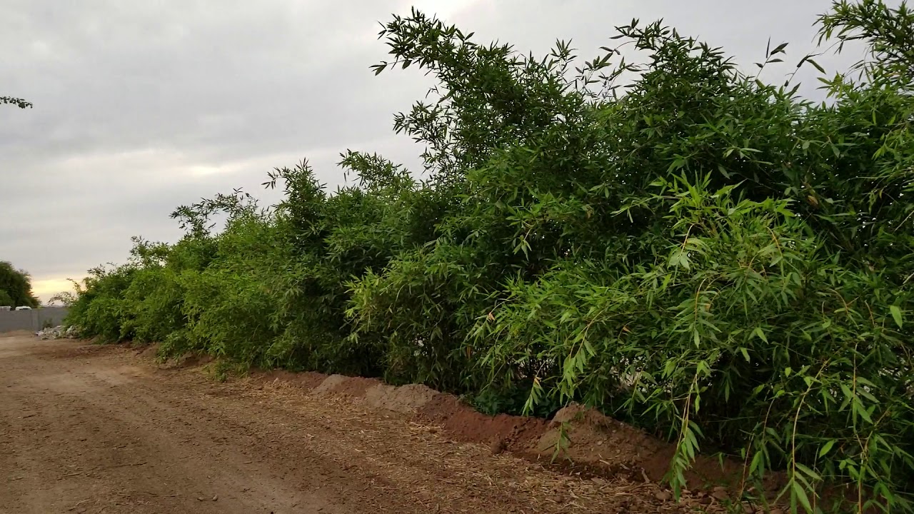 Growing Bamboo In Phoenix Az Beautiful Growing Bamboo In Phoenix Az Beautiful