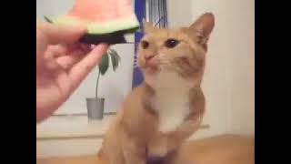 Gatas Ellinas Trwei Karpouzi