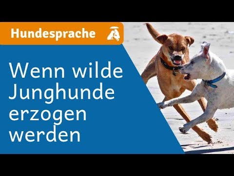 Video: Mobbing Bei Hunden - Hundeaggression Mit Anderen Hunden
