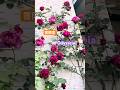5/02 Odyssiea and Crown Princess Margareta 冒險家與瑪格麗特王妃(公主)#erin玫瑰花園 #rose #バラ #short