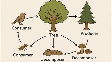 What is the Wood Wide Web ?
