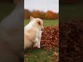 Watch These Puppies Go Wild In Leaves!