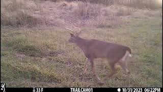 Trail camera footage