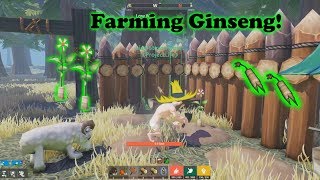 Tree of life mmo 8- farming ginseng !!