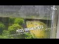 Peces Ornamentales: El negocio sostenible que nace del laboratorio- TvAgro por Juan Gonzalo Angel