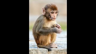 3 Quick Facts About Monkeys... 🐒🐵🙈🙉🙊#monkeys #monkey #primates #animalfacts #animals #wildlife