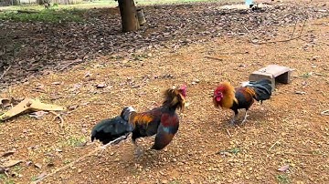 Kuv 2 tug phaj ej#ayam #chicken #ไก่ต่อ #birds #ไก่ป่า #animals #reels #nature #funny 