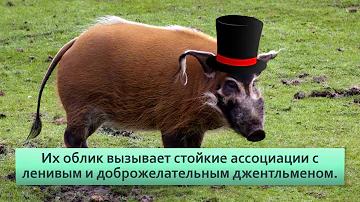 Кистеухая свинья .Злобные хрюшки террорезируют Африку