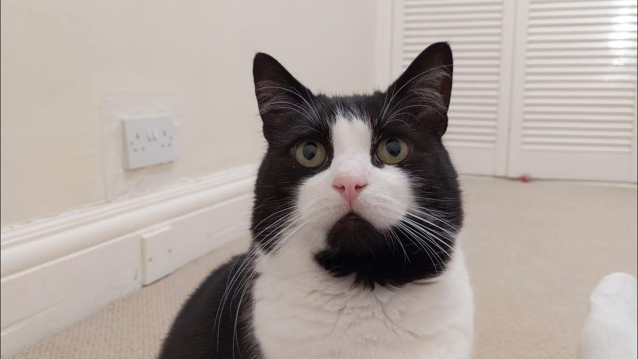 My Cat Stares At Me 4K YouTube