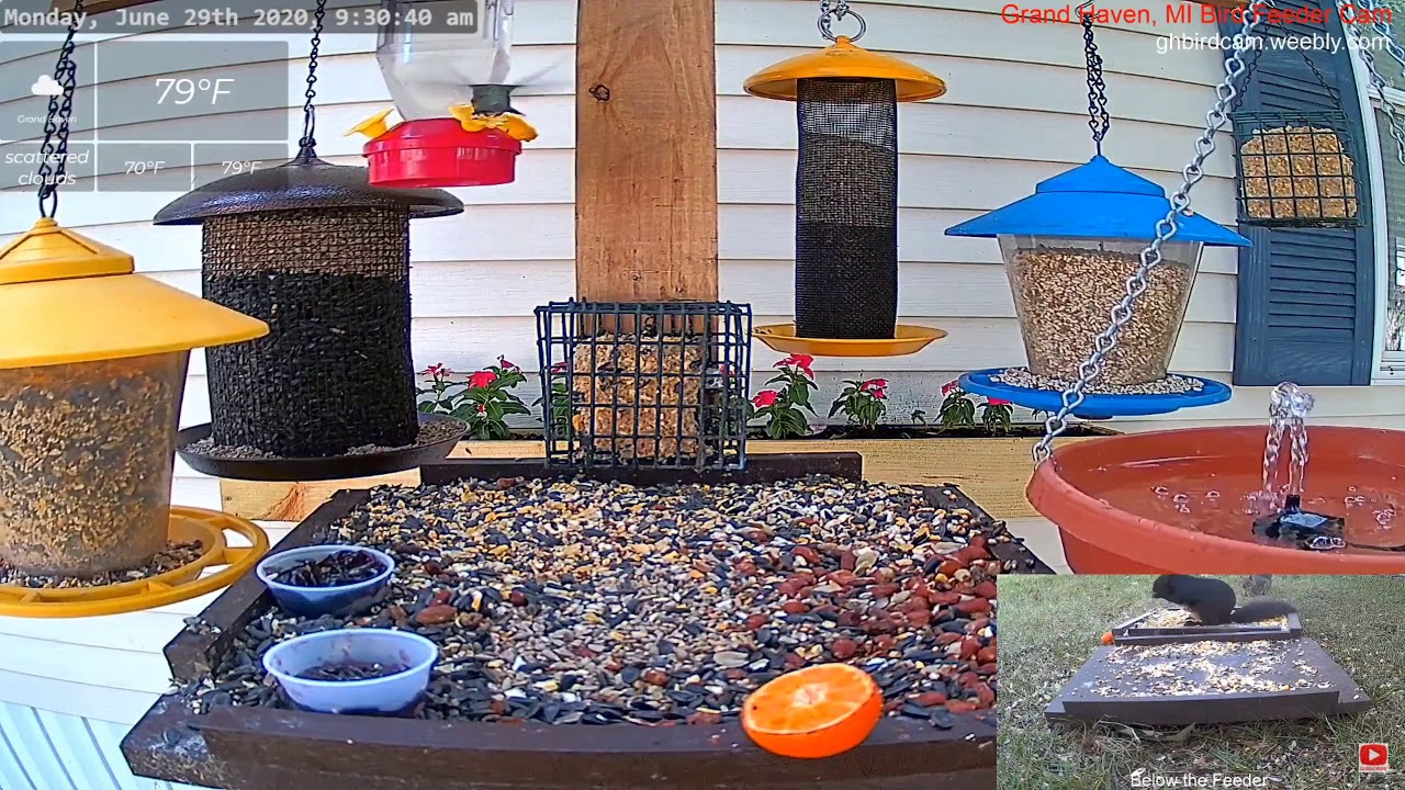 Ruby-Throated Hummingbird Getting Some Breakfast! 