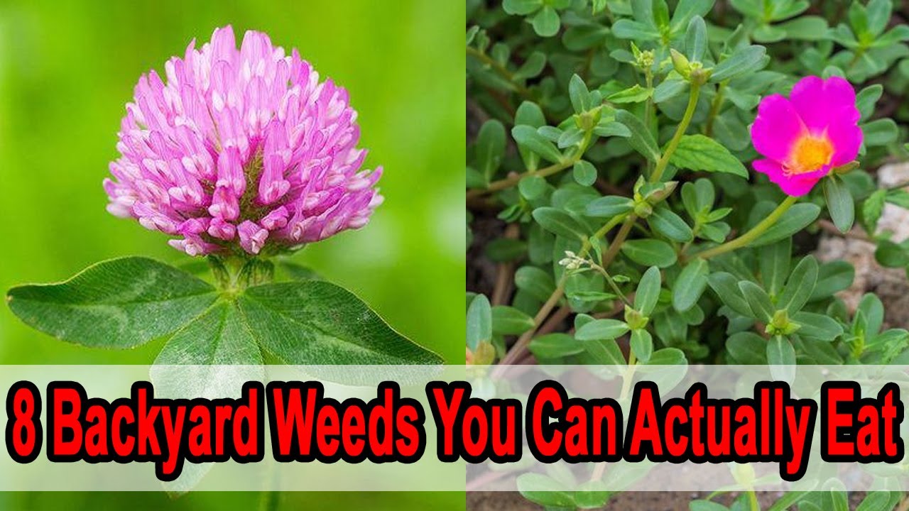 camera iphone 8 plus apk 8 Backyard Weeds You Can Actually Eat