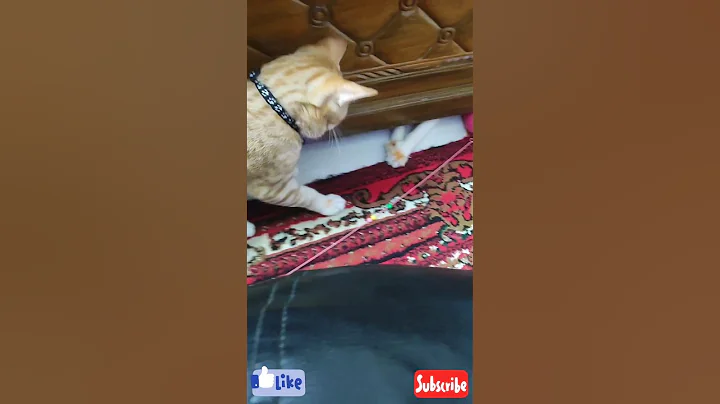 Video 8785091: cutecat meow funnycat catlover, cats catlover cutecat funnycats, kitten cutecat catlover funnycats, catlover meow cutecat funny, kitten catlover cute funnycats