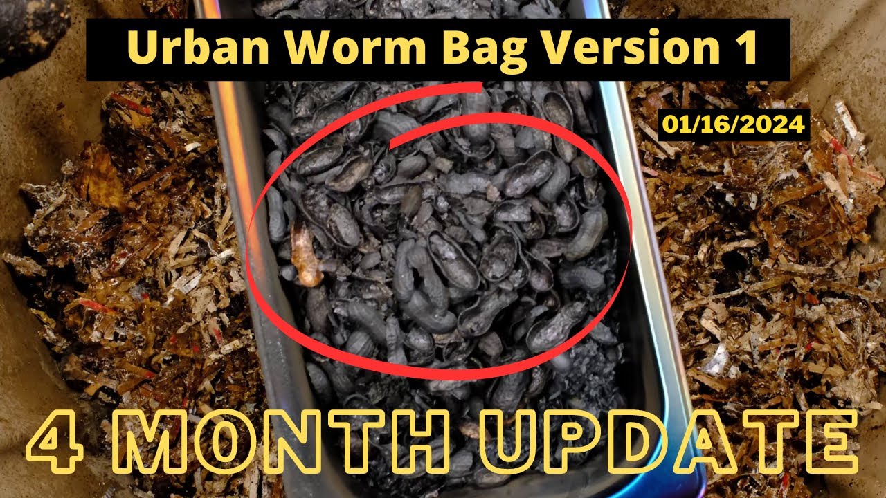 Urban Worm Bag Update - 4 Month update 1/17/2024 