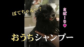 愛犬ポテちゃんのおうちシャンプー【ノーカット版】