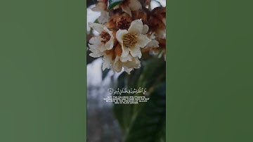 ( هذا خلق الله) # قران كريم # راحة نفسية✨️❤️‍🩹