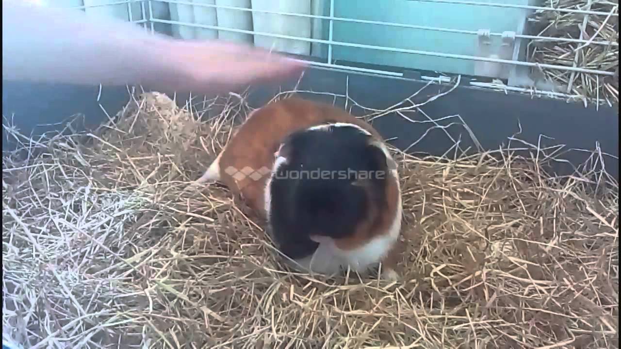 How to pick up a GuineaPig and how to pet your GuineaPig YouTube
