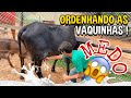 PRIMEIRA VEZ QUE TIRAMOS LEITE DESSAS VACAS