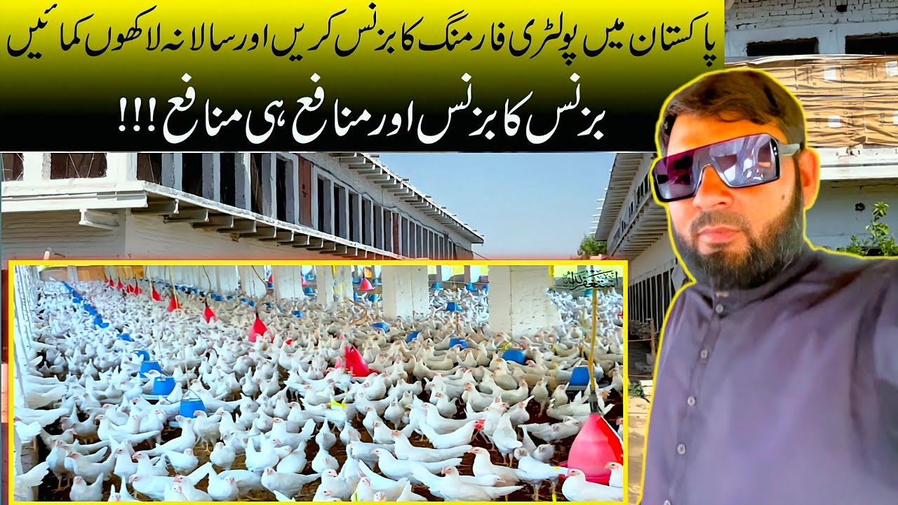 how-to-make-a-poultry-farm-business-plan-how-to-do-broiler-poultry