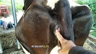 ciri ciri sapi minta kawin atau di IB ciri ciri sapi birahi