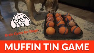 Dog Brain Games: Muffin Tin Game [easy, fun, and cheap!]