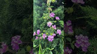Cảnh đẹp muôn màu #dulich #tamtrang #cuocsong #nhachaymoingay