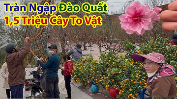 Tết Hà Nội 2025 - Tràn Ngập Đào Quất Giá Rẻ Chợ Hoa Xuân Hoàng Mai
