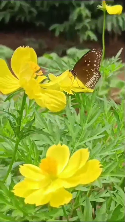 Sau dard flute||#ytshorts #short#youtubeshorts #youtube #shortvideo