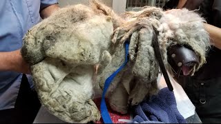 The worst case of matted fur! He was found underneath a bush, dirty   scared of everyone & everythin