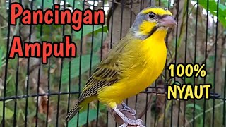 PANCINGAN BURUNG MOZAMBIK AGAR BUNYI!